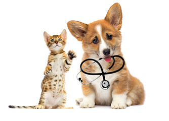 Wall Mural - kitten and puppy vet looks with a stethoscope in his teeth