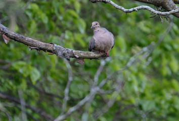 Poster - Mourning dove on a branch