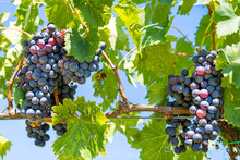 Purple Wine Grapes On Vine Hanging Grapevine Bunch In Montepulciano, Tuscany, Italy Vineyard Winery Bokeh Background Sunny Day In Countryside Isolated Against Blue Sky