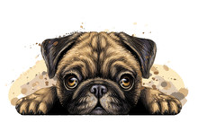Pug. Wall Sticker. Artistic Graphic, Hand-drawn Color Portrait Of The Head Of A Pug Breed Dog On A White Background With Splashes Of Watercolor.