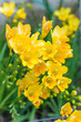 Freesia Golden Yellow flowers close up
