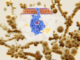 Azole antifungals resistance in Candida auris.