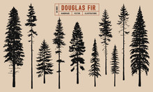 Douglas Fir Tree Silhouette Vector Illustration Hand Drawn	