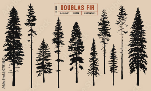 Fotografía Douglas Fir tree silhouette vector illustration hand drawn
