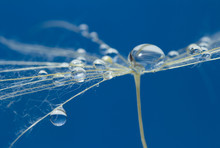  Water Drops On A Parachutes Dandelion On A Blue Background. Dew Drops On A Dandelion Seed Macro. Magic Dream Concept