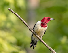 A Red-headed Woodpecker Perched On A Tree Branch. 