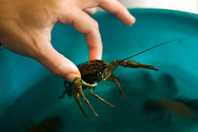 Hand Pulls Live Crayfish Out Of A Bowl Close-up