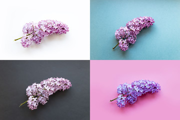 frame of branches and flowers of lilac on a pink background.blank for cards for spring