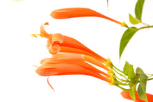 Close Up Orange Trumpet, Flame Flower, Fire-cracker Vine On White Background