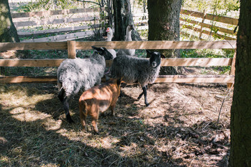 Herd of animals in the forest. Two sheep, two geese and a pig walk on the farm. Animal breeding. Ecological and healthy food. Fresh meat and milk