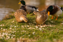 Ducks Eat On The Grass At Sunset