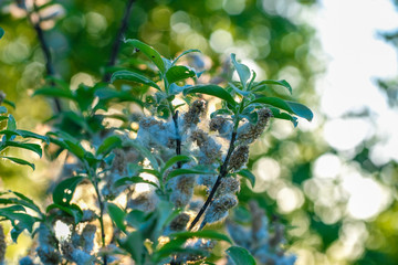 Poster - image of a tree branch