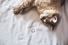 Top View Of A Cat And Wedding Ring On A Bed.