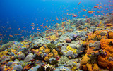 Fototapeta Do akwarium - Beautiful coral reef in Komodo Nationalpark