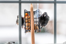 European Starling Birds Perched On Hanging Plastic Suet Cake Feeder Cage By Window In Northern Virginia Eating With Beak