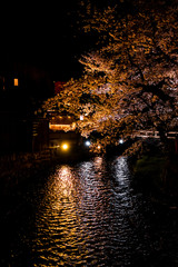 Wall Mural - kyoto, japan gion with cherry blossom sakura trees in spring with flowers in park and orange lantern