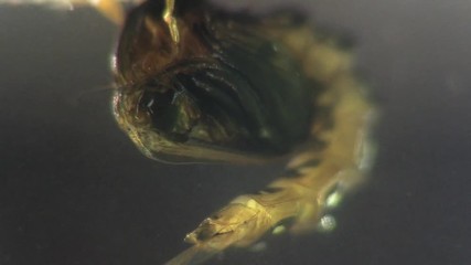 Mosquito metamorphosis 1145 6