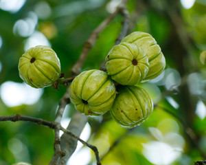 Garcinia gummi-gutta names include Garcinia cambogia, as well as brindleberry