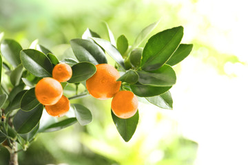  Citrus fruits on branch against blurred background. Space for text