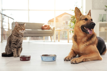 Cat and dog together with feeding bowls on floor indoors. Funny friends