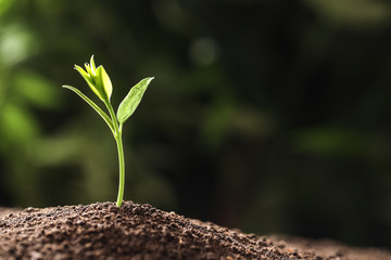 Young plant in fertile soil on blurred background, space for text. Gardening time