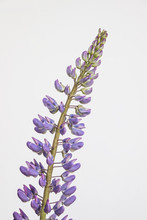 Purple Lupin Flower On White Background 