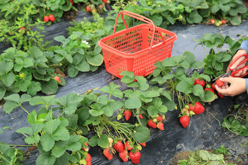 Sticker - People picking strawberry in garden