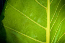 Close Up Detailed View Of Large Green Leaf With Yellow Veins And Smaller Deep Green Veins.
