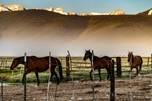 Horses Returning To The Ranch Corral In The Early Morning With Low Fog In The Meadow, Sage Brush Covered Hills And Sunrise On The Ridge In Bridgeport Valley, California