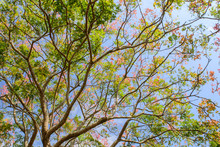 Close Up Fruit Of  Rain Tree (Koelreuteria Paniculata)