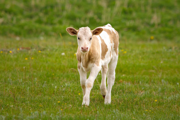 Canvas Print - cow