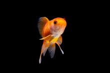 Gold Fish Or Goldfish Isolated On Black Background.