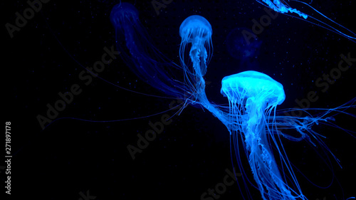 Fotomural Beautiful jellyfish moving through the water neon lights