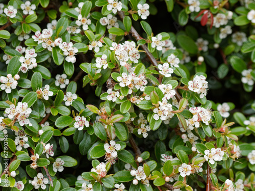 Cotoneaster Dammeri Teppich Zwergmispel Zweig Mit Laub Und
