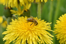 Bee On Dandelion