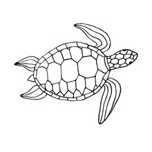 Vector Black Ink Hand Drawn Sketch Doodle Sea Turtle Isolated On White Background 
