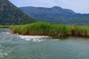 Dalyan River where the Caretta-Caretta turtles live