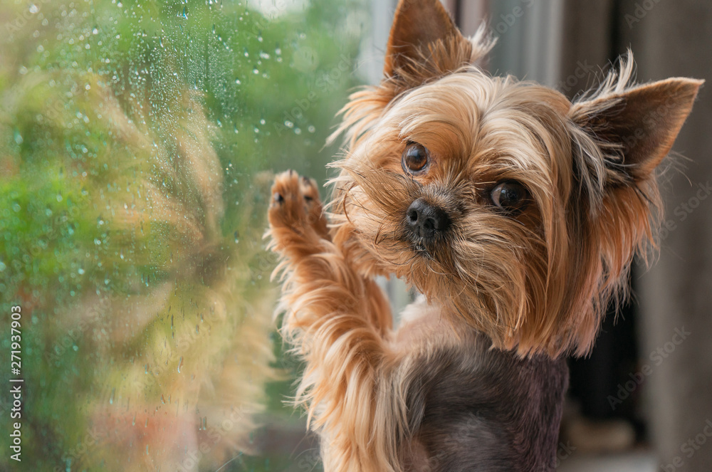 The dog looks out the window, the rain outside the window, the Yorkshire terrier - obrazy, fototapety, plakaty 
