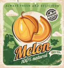 Cantaloupe Melon Retro Poster Design. Farm Fresh Melons Vintage Ad Concept. Fruits And Vegetables Vector Illustration.
