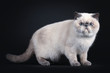 canvas print picture - Cute blue tortie point Exotic Shorthair kitten, standing side ways. Looking to the lens with blue eyes. Isolated on black background.