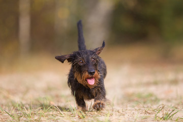 Wall Mural - Hund Spazieren gehen mit einer Dackelhündin im Wald Zunge hängt raus 