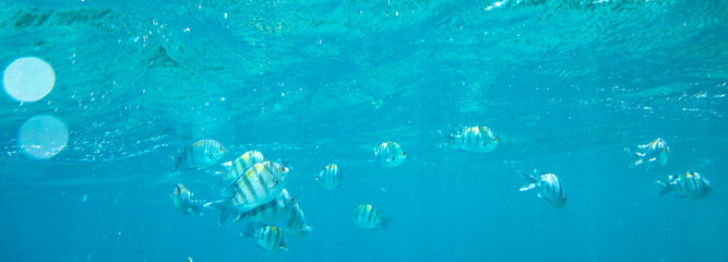 sea fish near coral, underwater