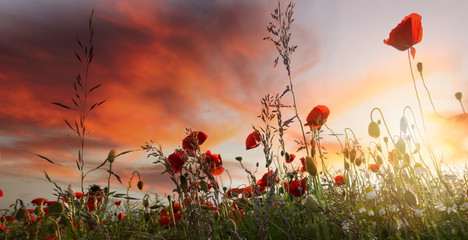 Wall Mural - bellisimo campo di papaveri al tramonto