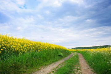 Yellow rape field under the blue clouds sky with sunlight.