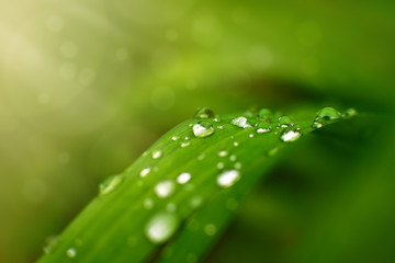 Wall Mural - Clean raindrops on the grass. Nature in spring after rain. Macro. Green grass and dew close up. Fresh morning and light glare.