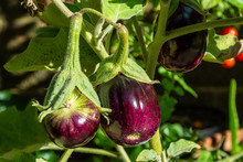 Closeup Of Aubergines Growing On Plant - In Midsummer