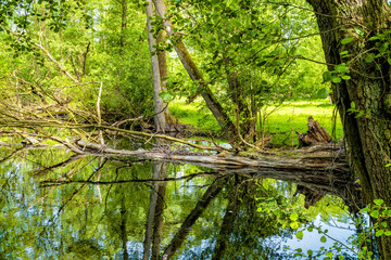 Canvas Print - Landschaft und Meditation in Mecklenburg: Im Naturraum Nebeltal bei Kuchelmiß am Krakower See