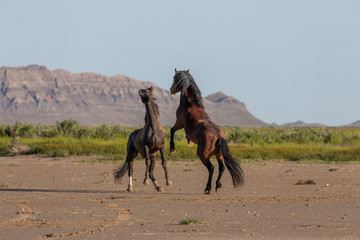 pair of wild horse stallions fighting in the utah desert