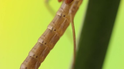 Poster - Close up of a damselfly nymph entering metamorphosis phase, Ischnura denticolis, mexican odonata