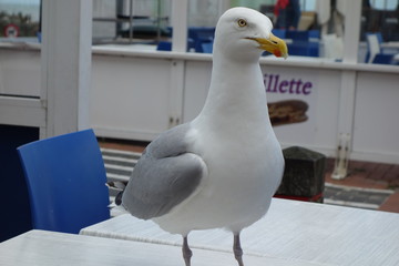 Wall Mural - seagull (close-up)